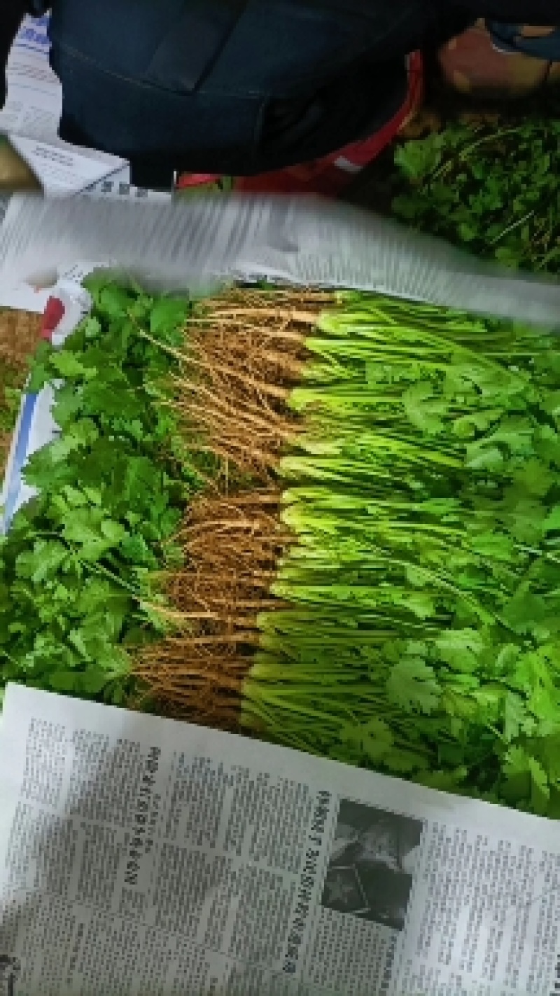 【香菜实力精品大叶香菜产地直发可视频看货欢迎咨询