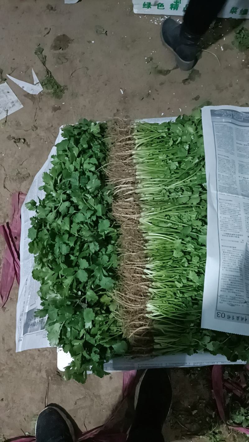 【香菜实力精品大叶香菜产地直发可视频看货欢迎咨询