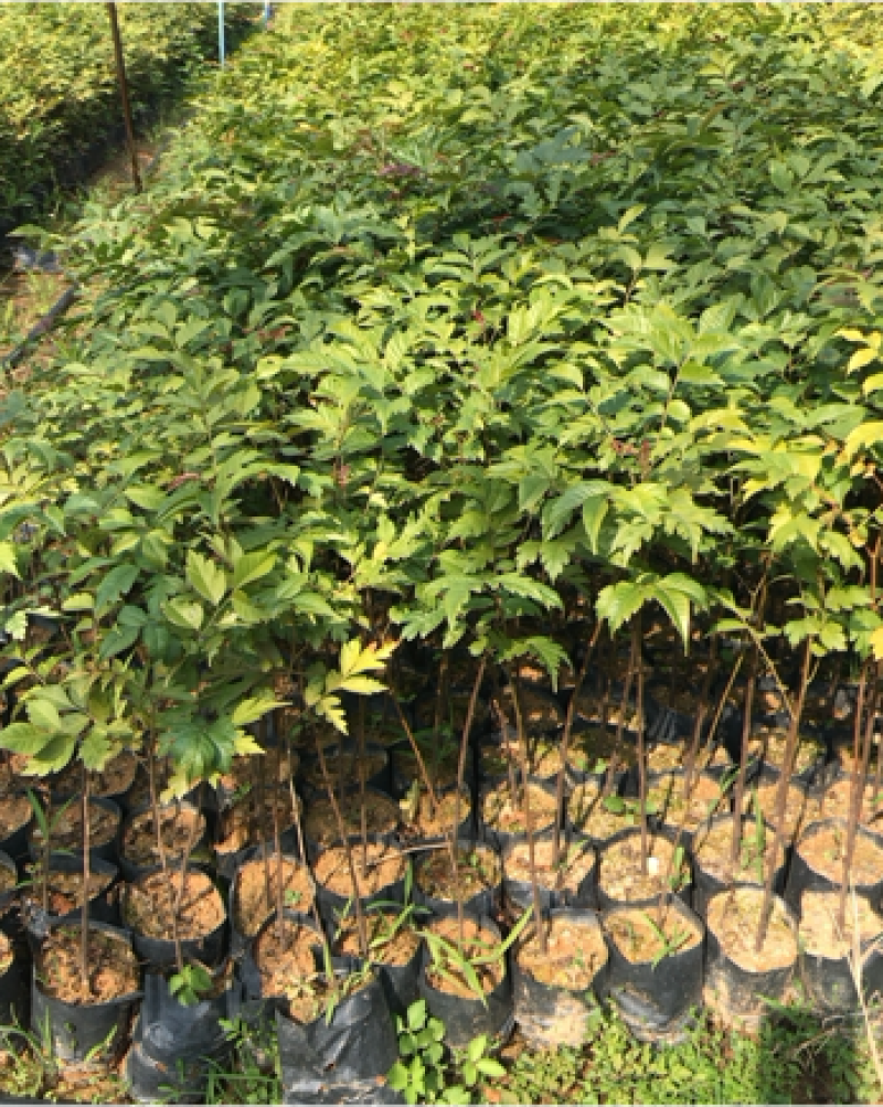 麻楝树苗景观树园林造林绿化苗木阴麻树白皮香椿苗