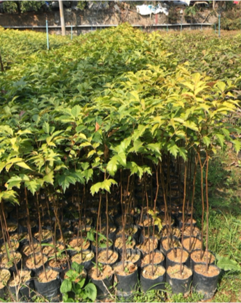 麻楝树苗景观树园林造林绿化苗木阴麻树白皮香椿苗