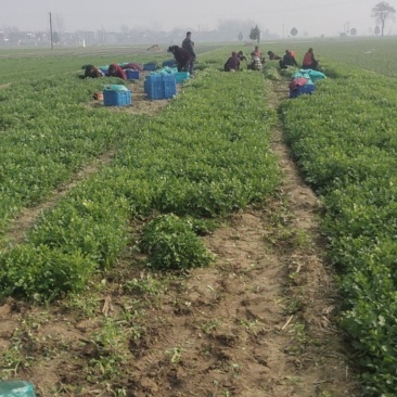 铁杆青小叶香菜大量上市，质量好上货量大，