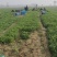 铁杆青小叶香菜大量上市，质量好上货量大，