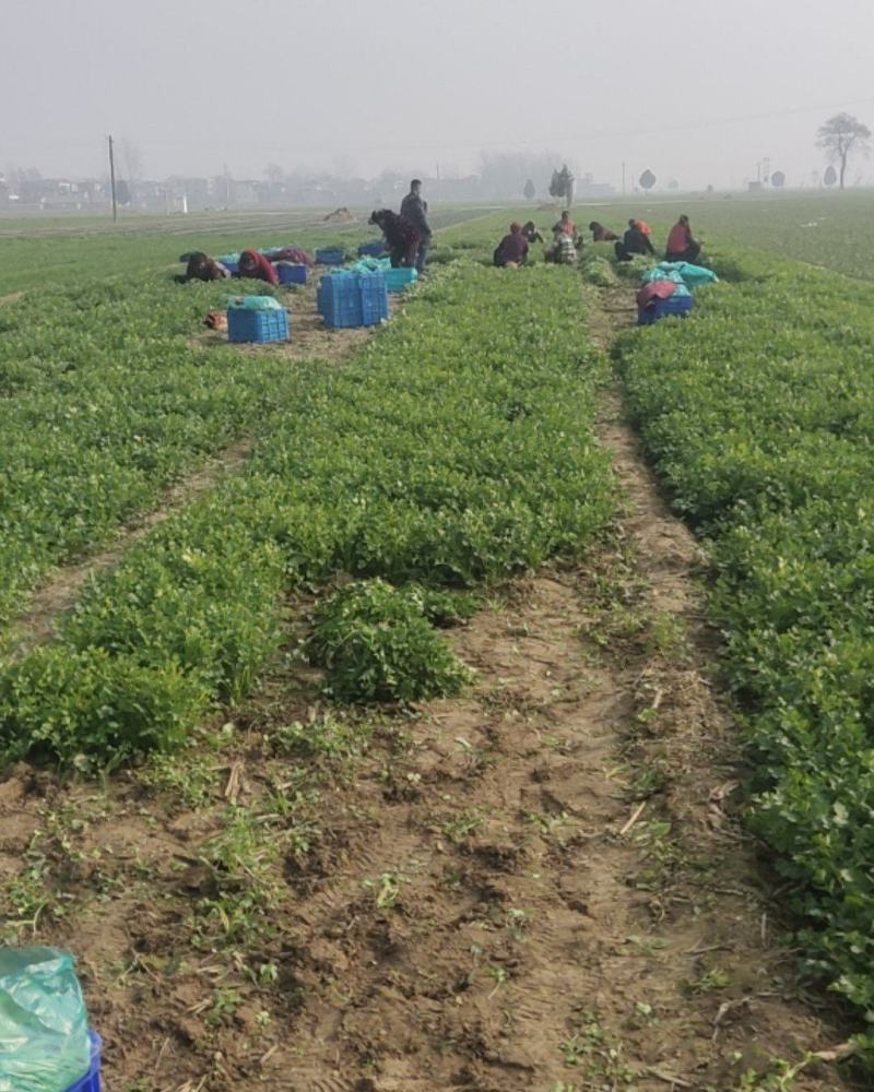 铁杆青小叶香菜大量上市，质量好上货量大，
