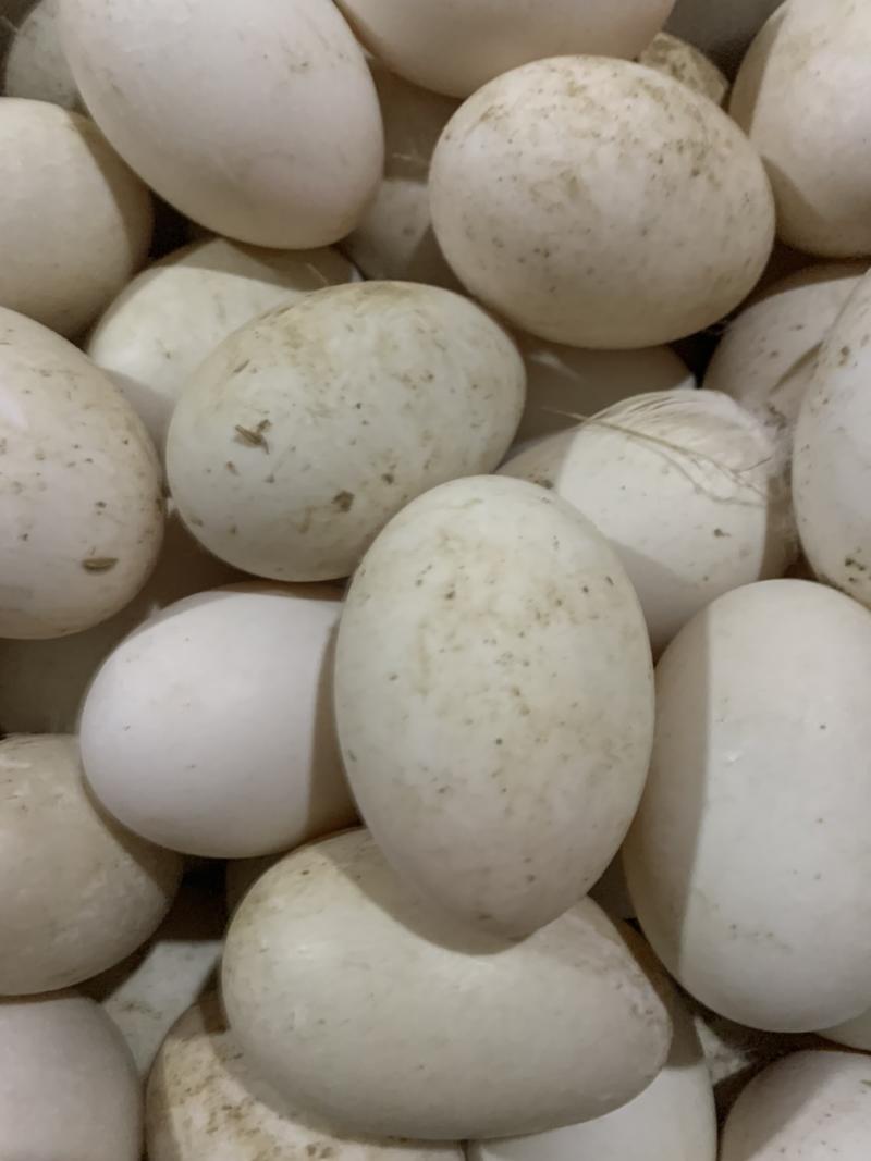 双黄鸭蛋，双黄鹅蛋，双黄蛋，精纹蛋，散黄蛋，雁鹅蛋