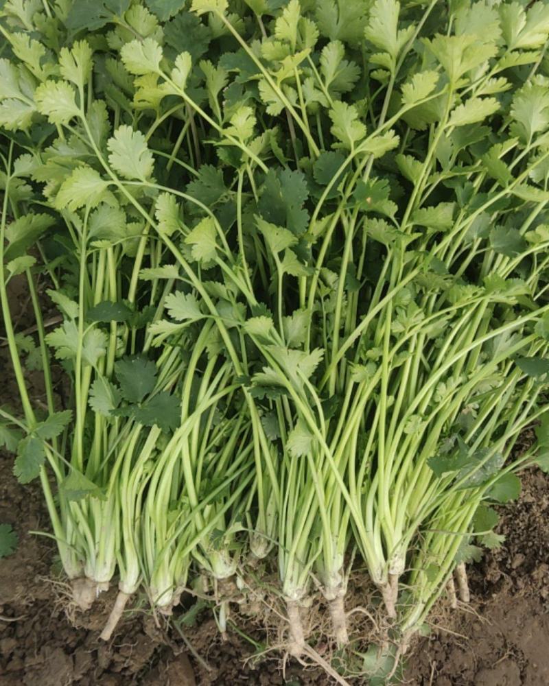 铁杆青小叶香菜大量上市，质量好上货量大，