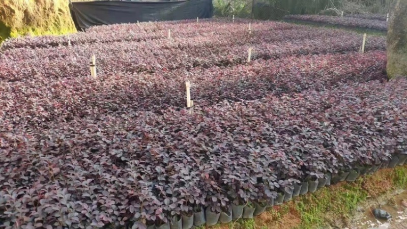 红花红继木