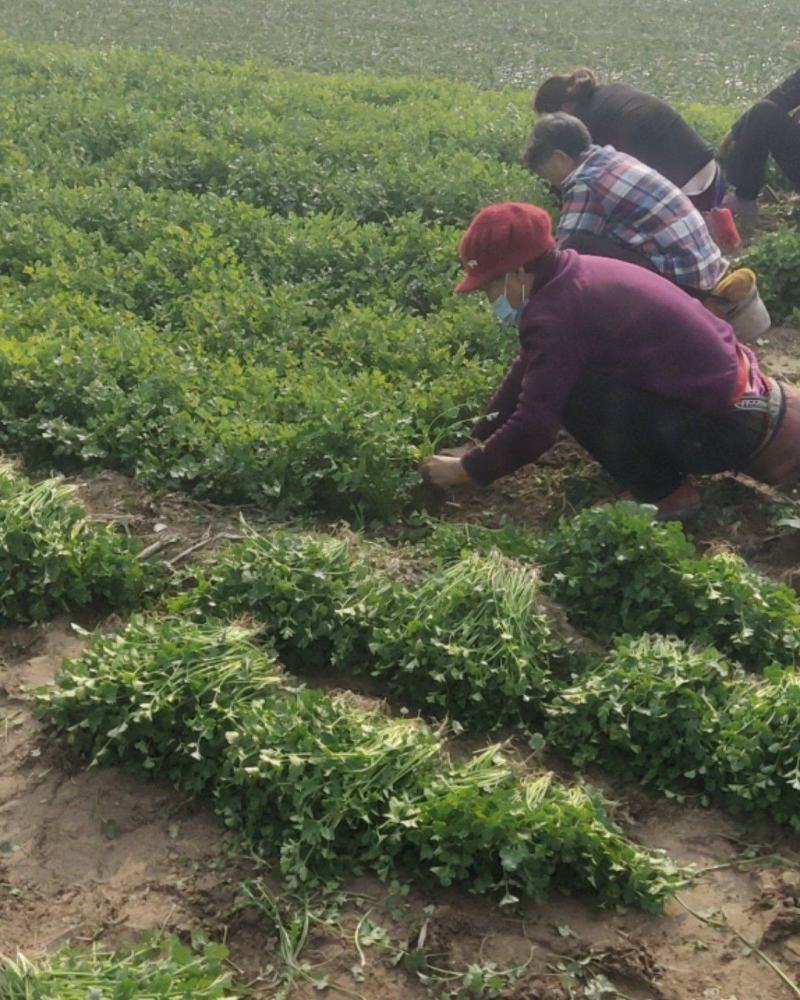 铁杆青小叶香菜大量上市，质量好上货量大，