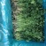 铁杆青小叶香菜大量上市，质量好上货量大，