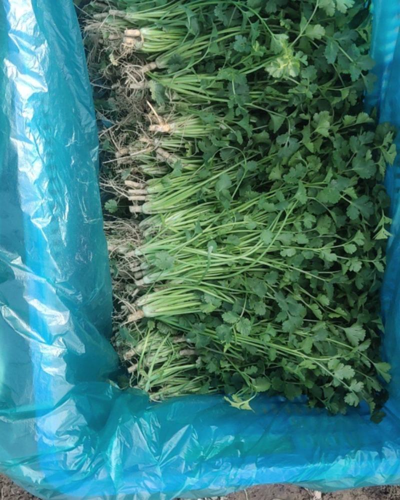 铁杆青小叶香菜大量上市，质量好上货量大，