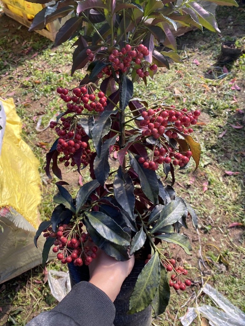 180#富贵籽带果A货批发年宵花基地直销