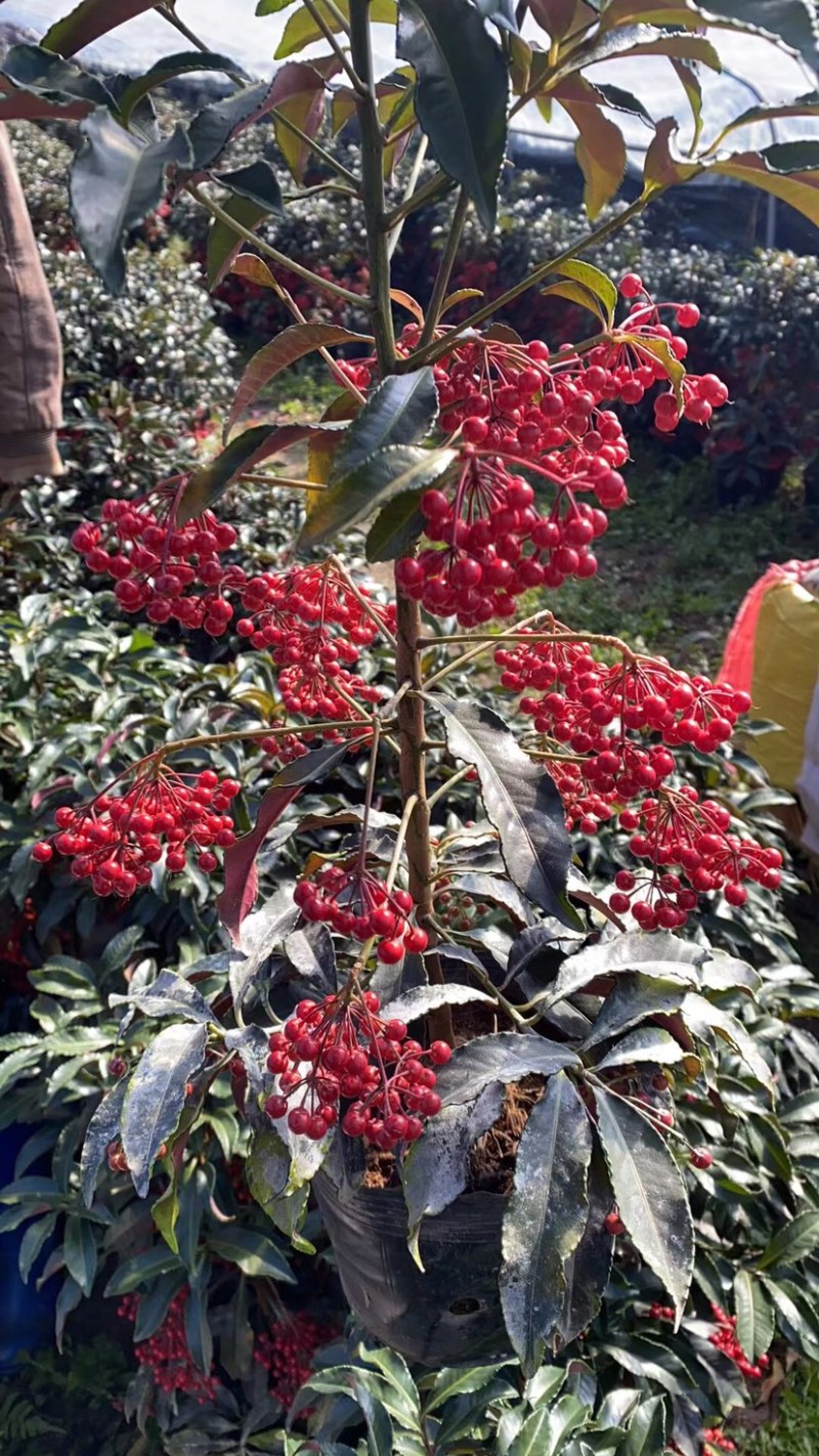 180#富贵籽带果A货批发年宵花基地直销