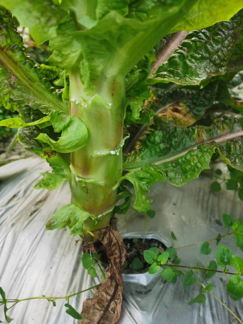 大众蔬菜基地，搞銭钱你就来。