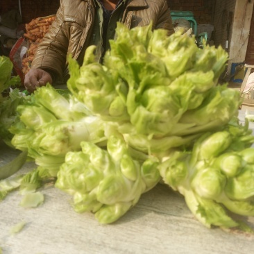 开封精品儿菜大量上市，欢迎老板来电