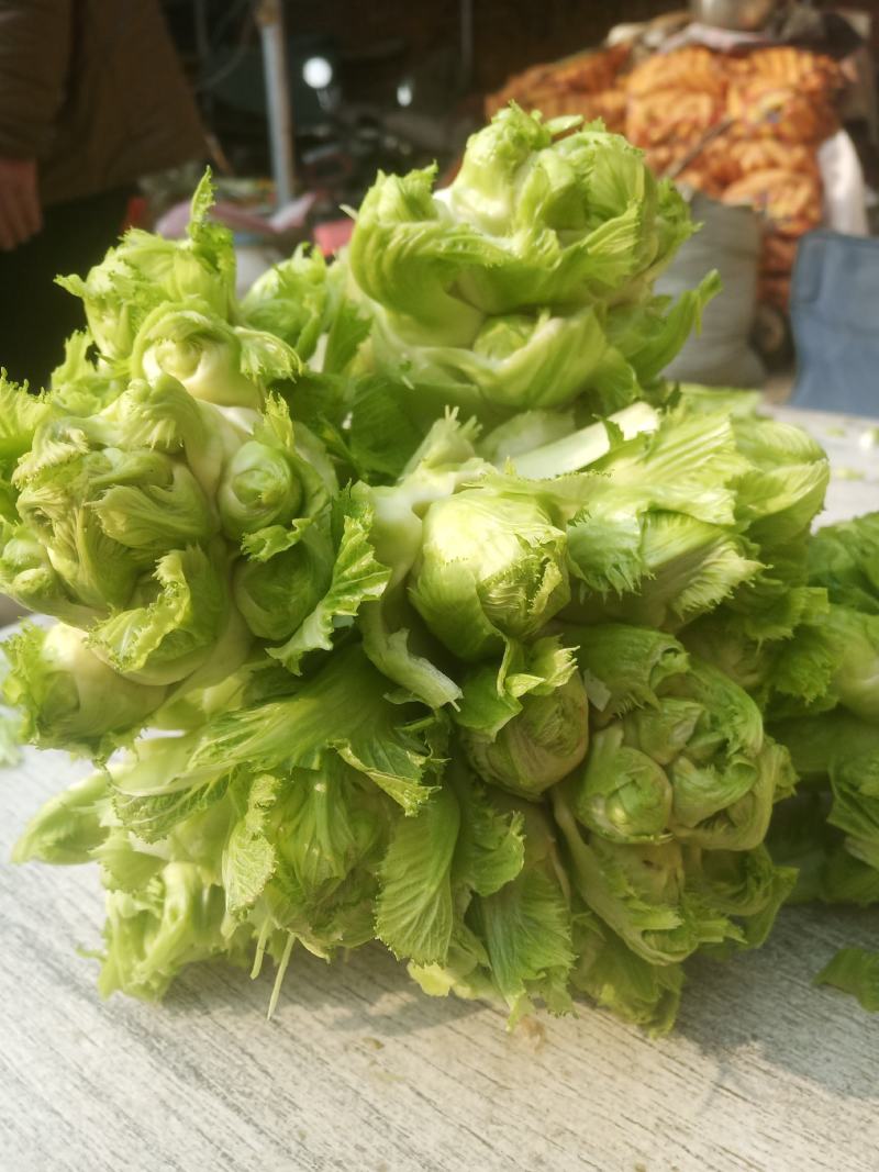 开封精品儿菜大量上市，欢迎老板来电