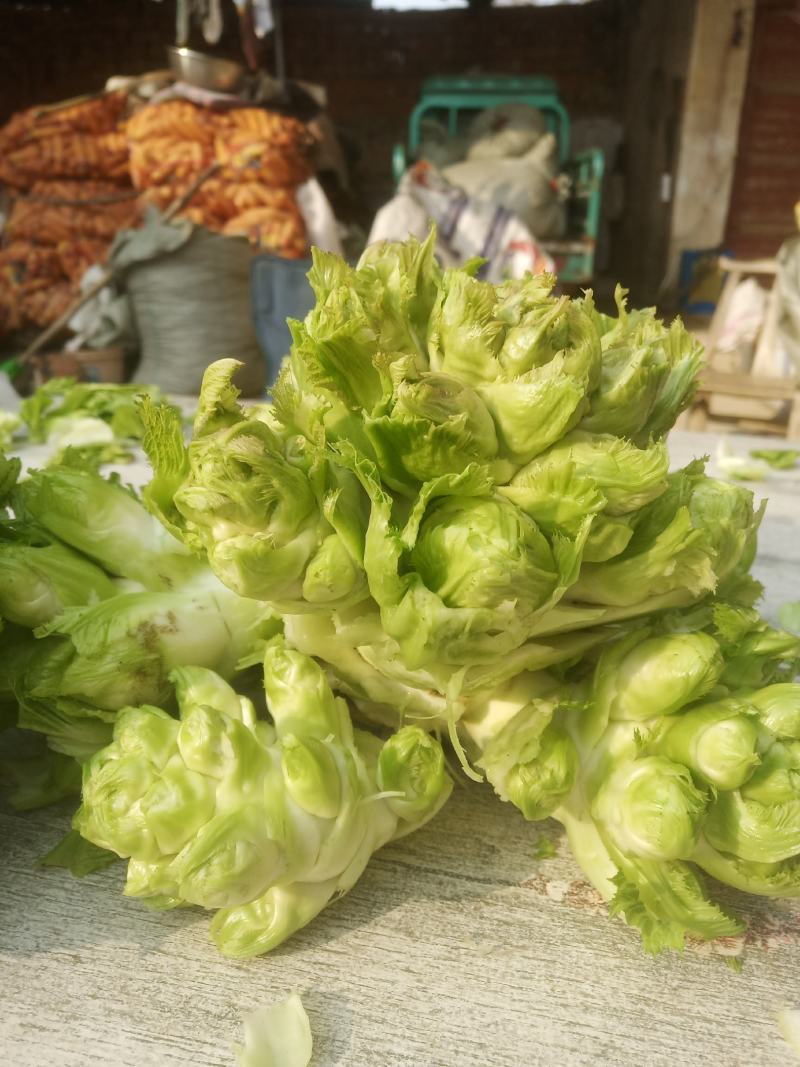 开封精品儿菜大量上市，欢迎老板来电