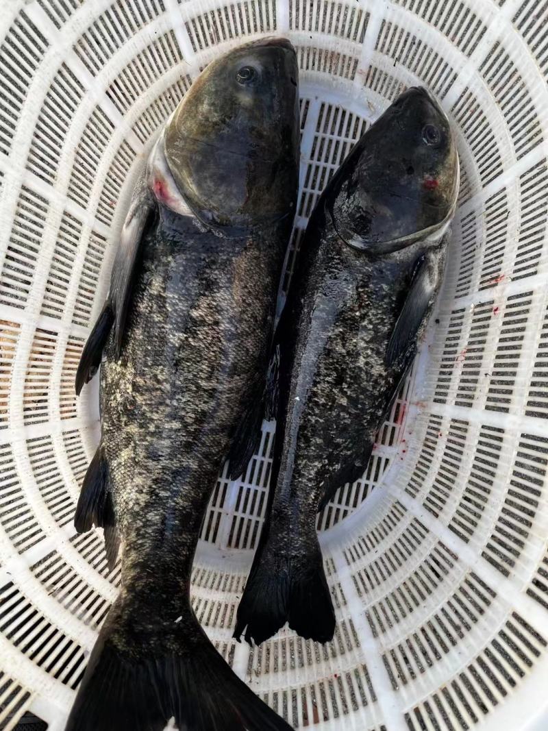 花鲢，规格齐，水车配送，皮毛很好，价格美丽，