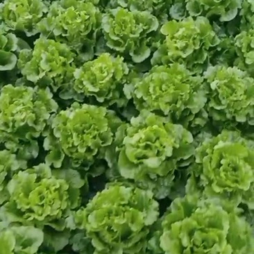 意大利生菜