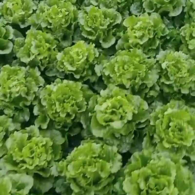 意大利生菜