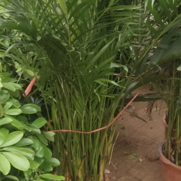绿化苗木草皮景观造型