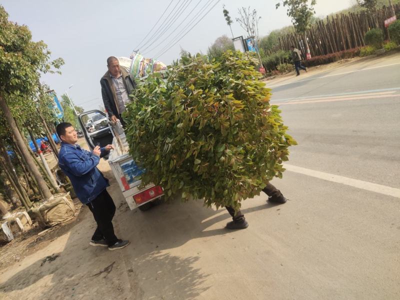绿化苗木草皮景观造型