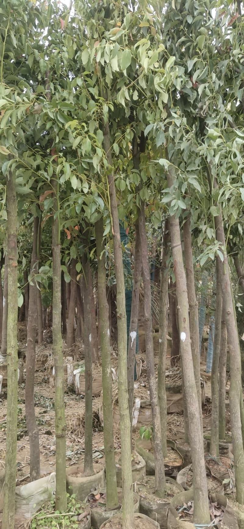 绿化苗木草皮景观造型