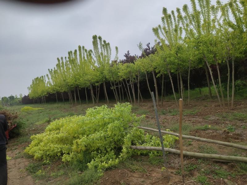 绿化苗木草皮景观造型