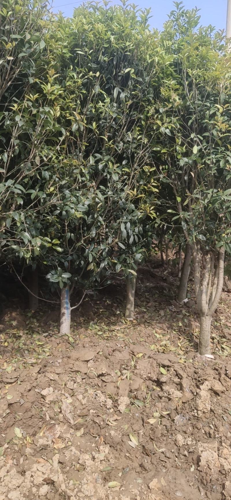 绿化苗木草皮景观造型