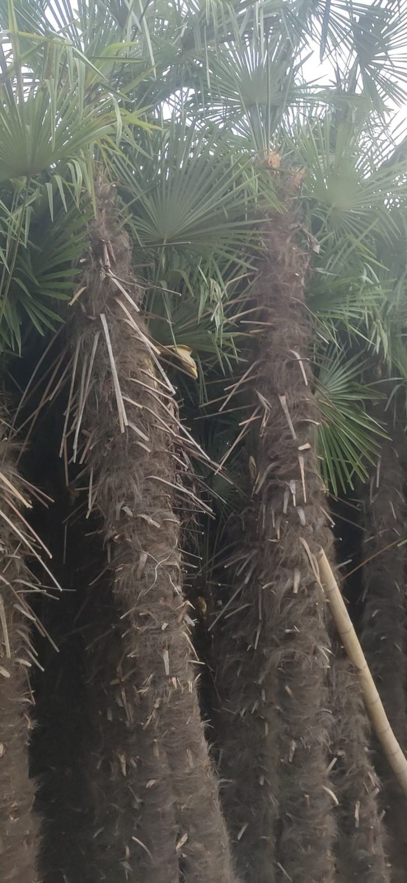 绿化苗木草皮景观造型