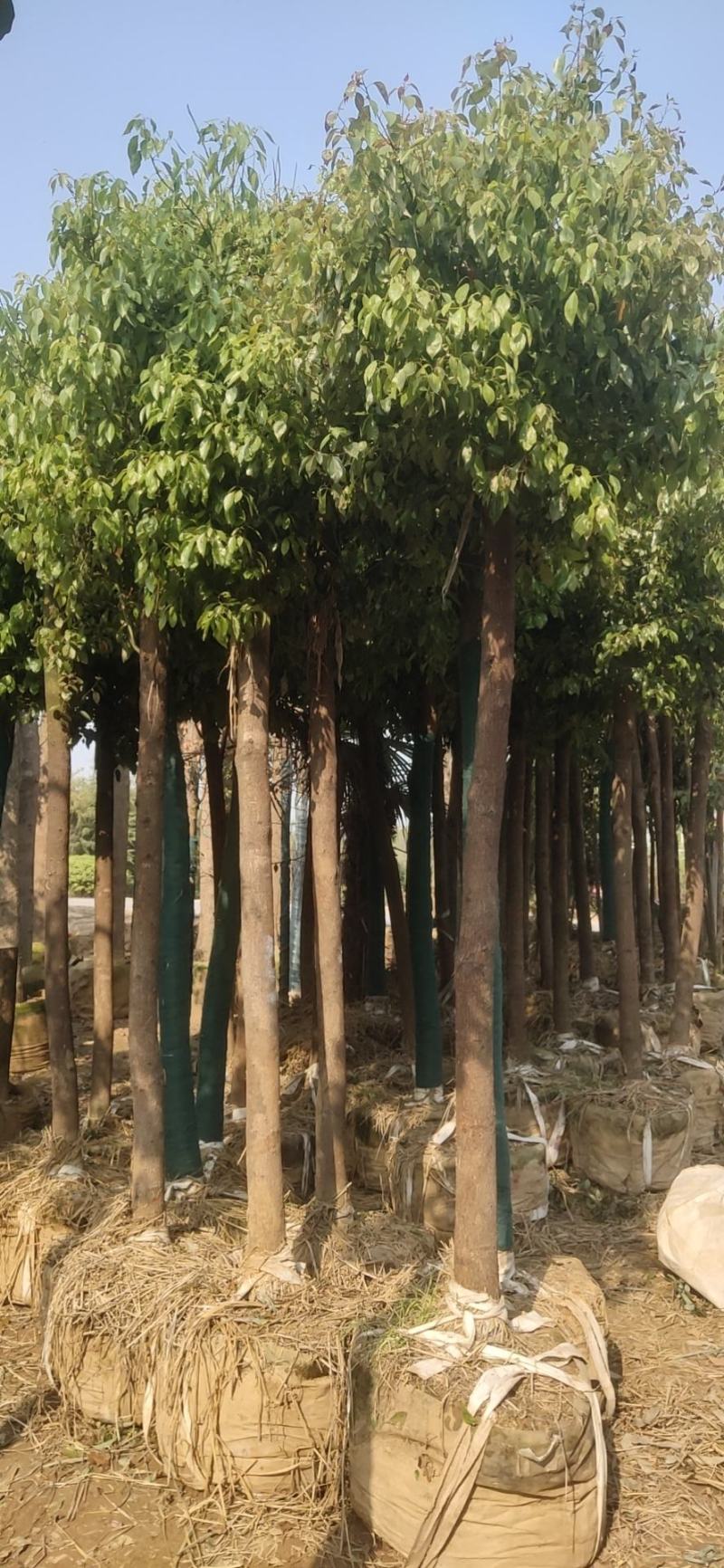 绿化苗木草皮景观造型