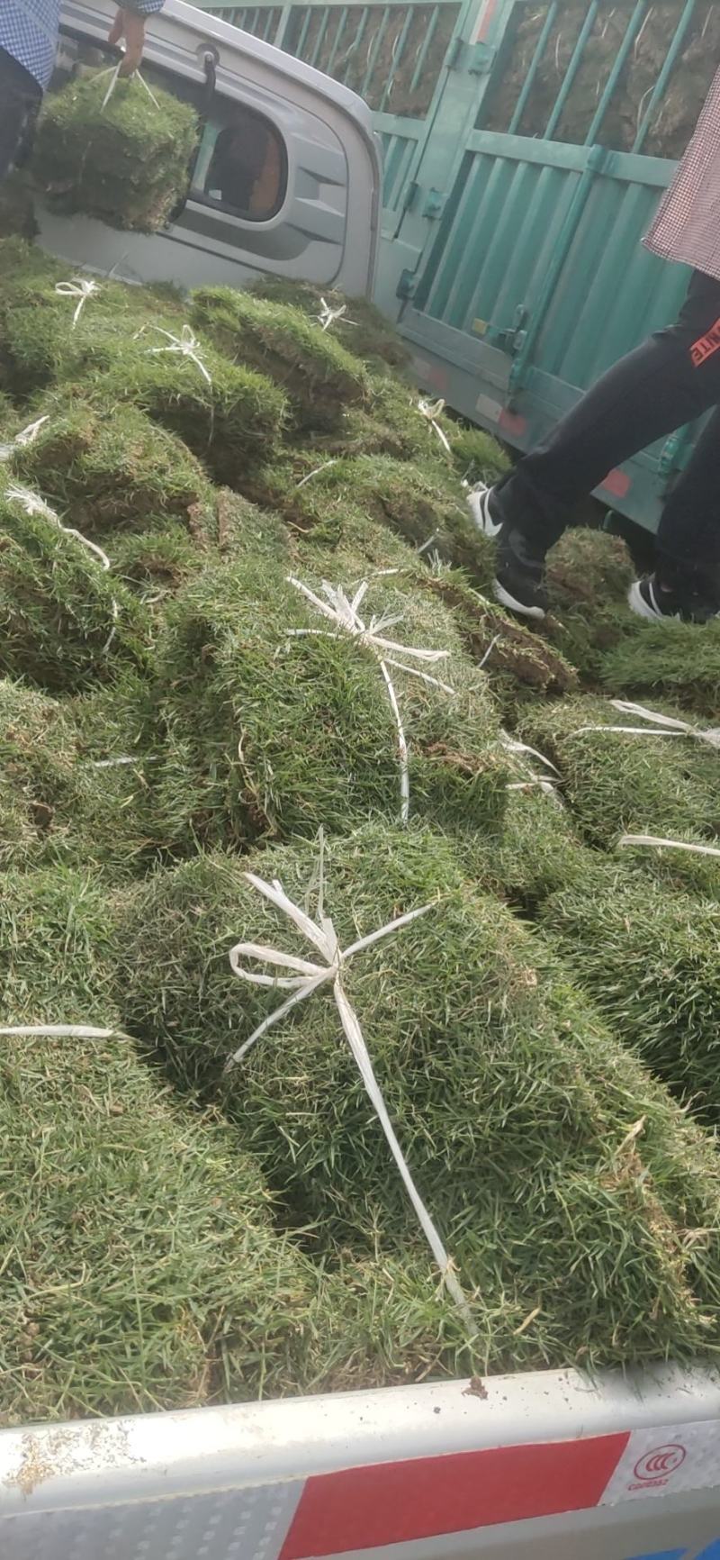绿化苗木草皮景观造型