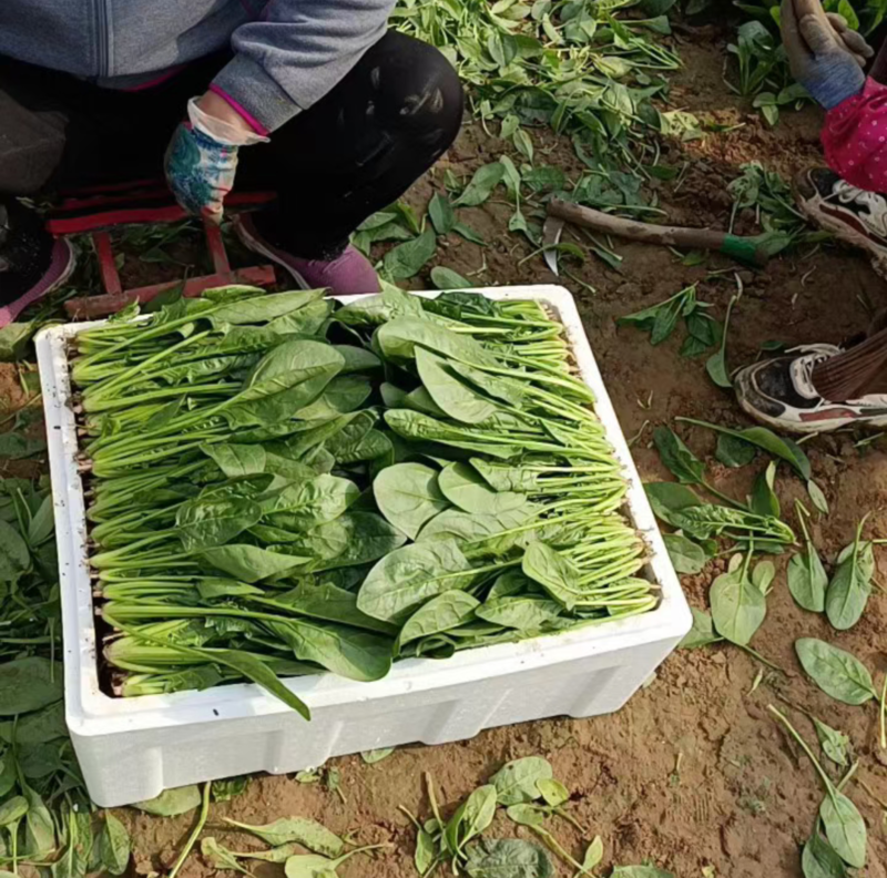 滨州惠民精品菠菜15-2020~25厘米35左大叶菠菜