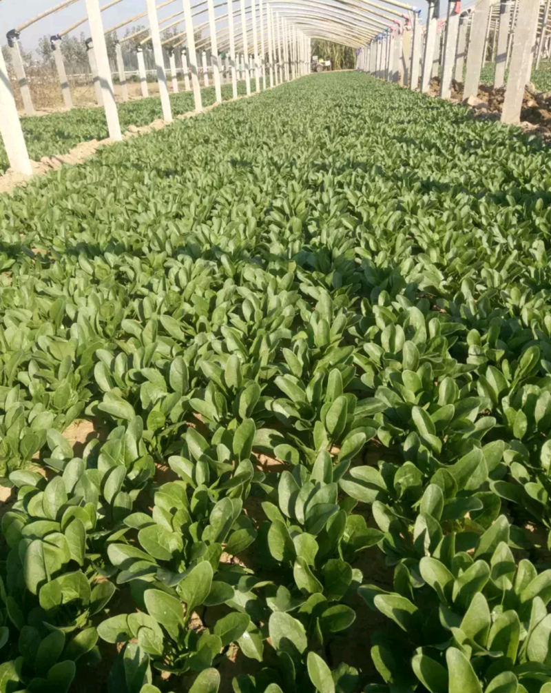 滨州惠民精品菠菜15-2020~25厘米35左大叶菠菜