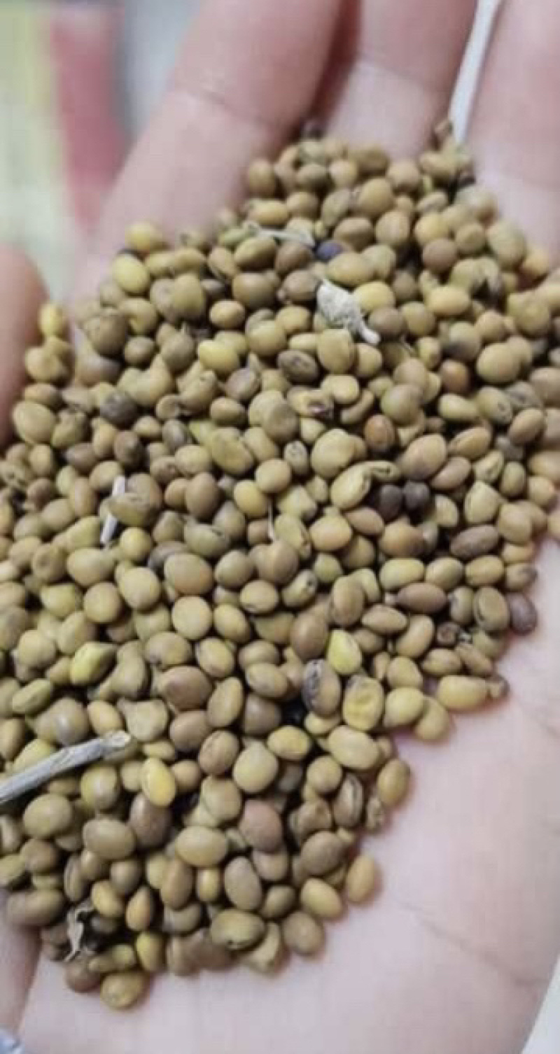 苦豆子甘肃民勤沙漠苦豆子高原苦豆子野生植物