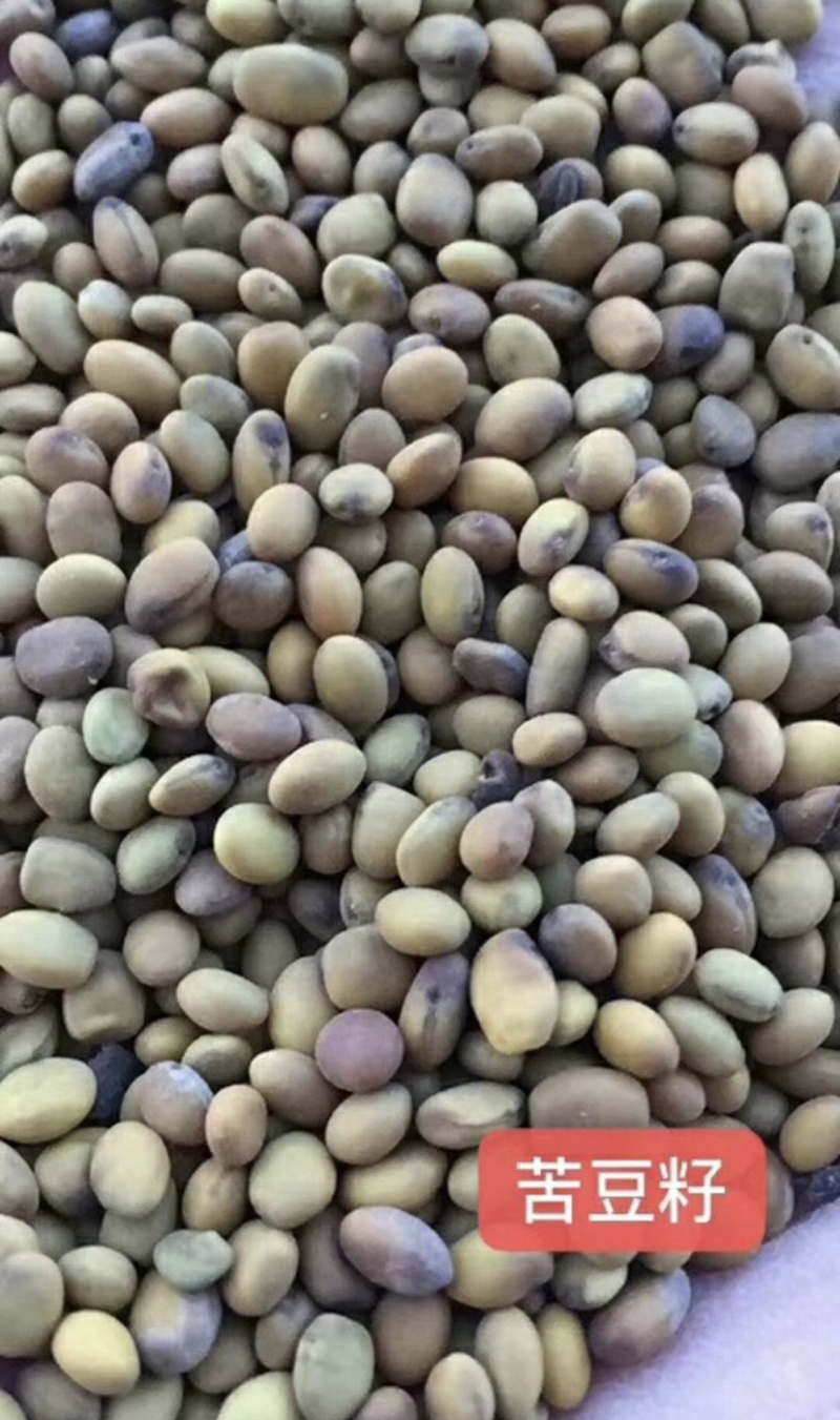 苦豆子甘肃民勤沙漠苦豆子高原苦豆子野生植物