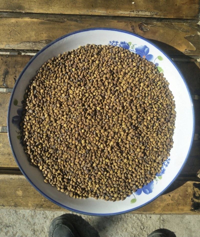 苦豆子甘肃民勤沙漠苦豆子高原苦豆子野生植物