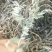 苦豆子甘肃民勤沙漠苦豆子高原苦豆子野生植物