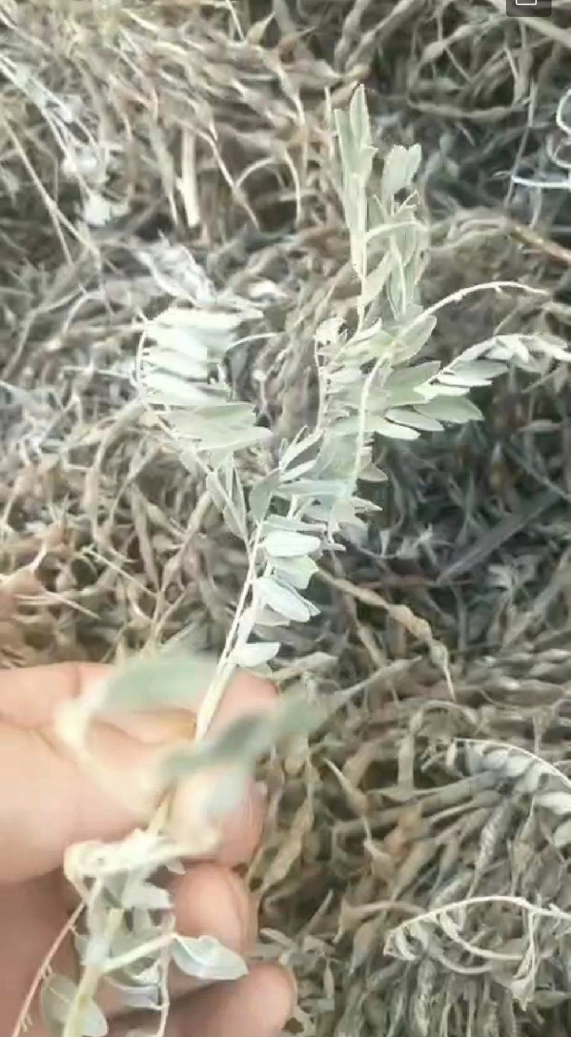 苦豆子甘肃民勤沙漠苦豆子高原苦豆子野生植物