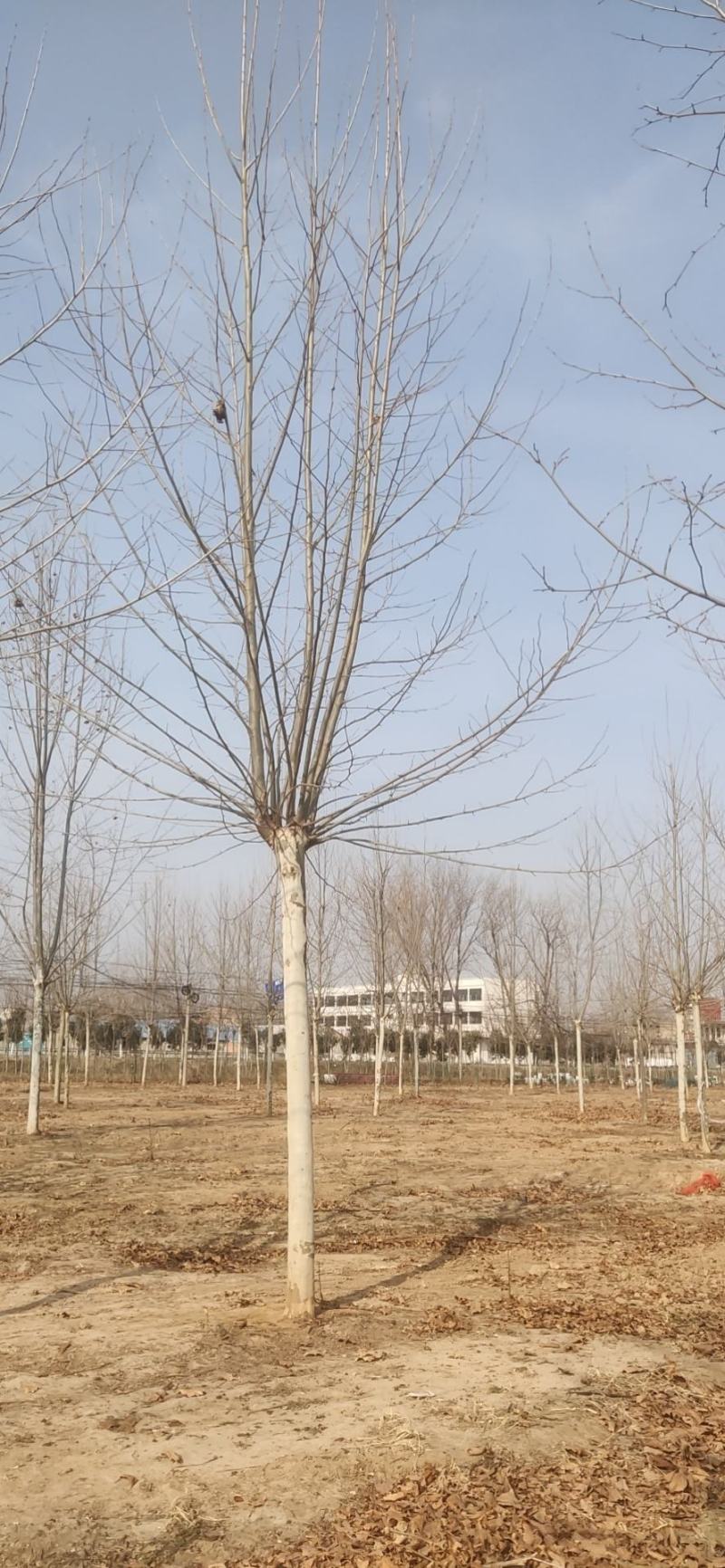 法桐树需要的联系我