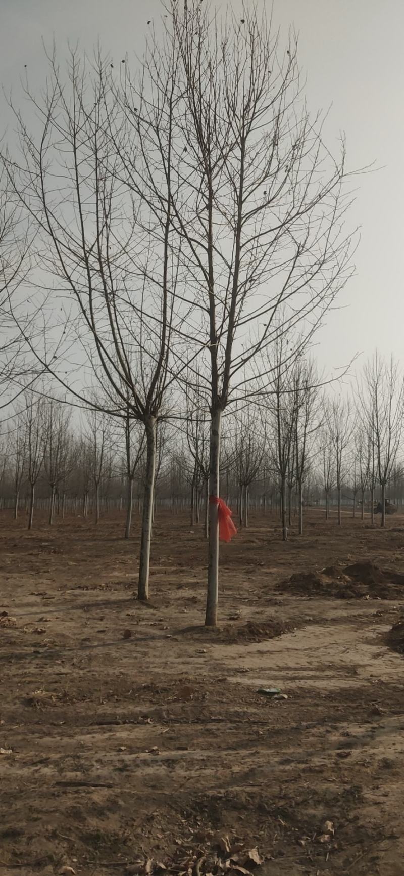 法桐树需要的联系我
