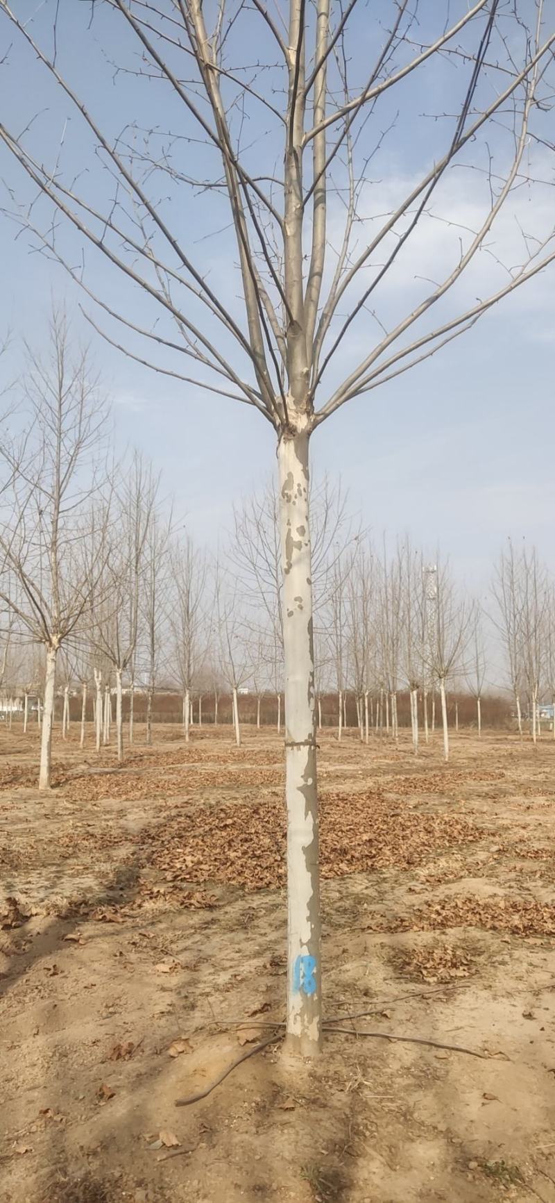 法桐树需要的联系我