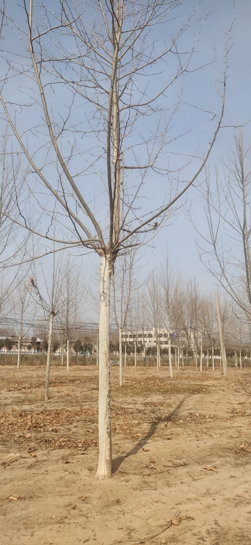 法桐树需要的联系我