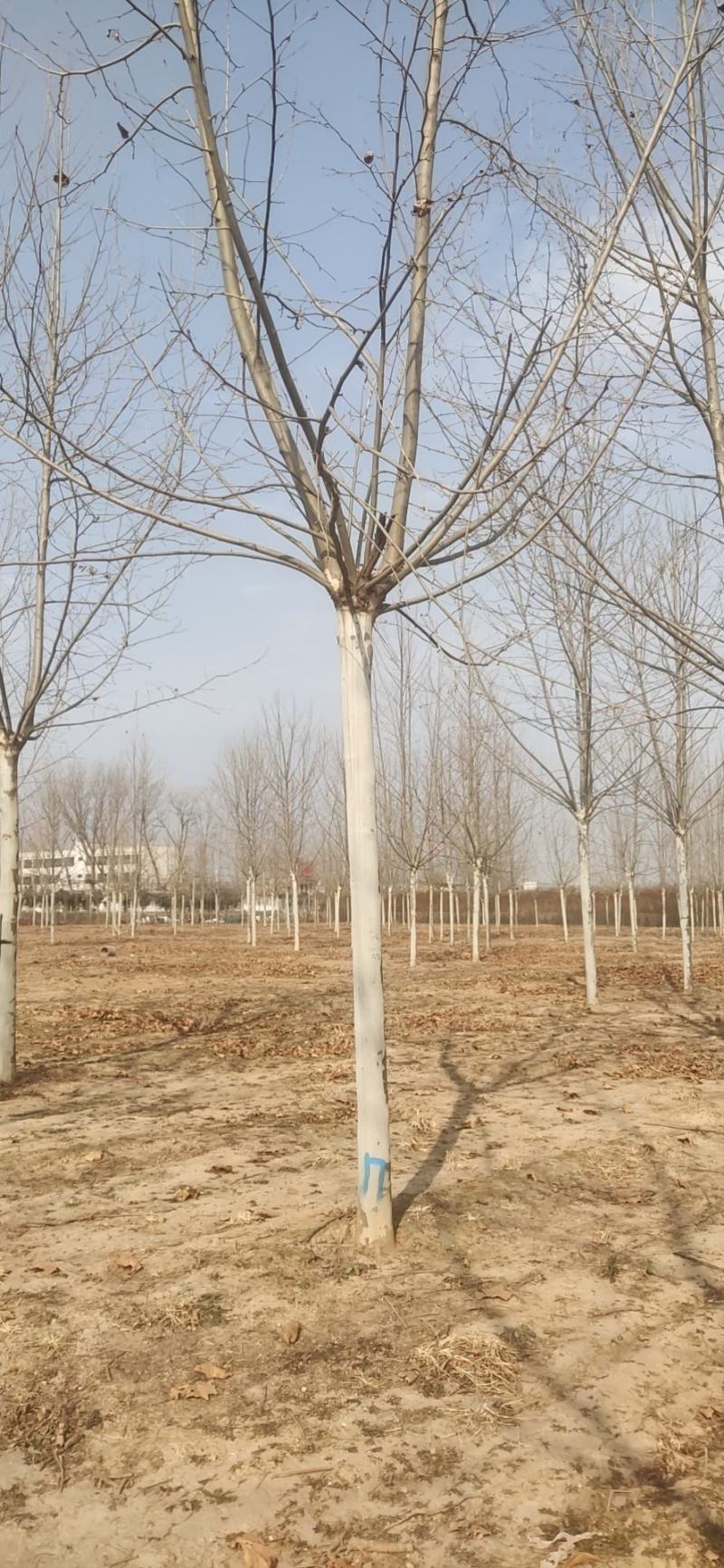 法桐树需要的联系我