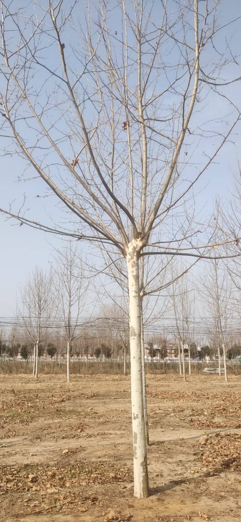 法桐树需要的联系我