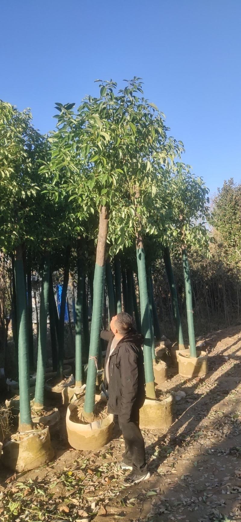 香樟树