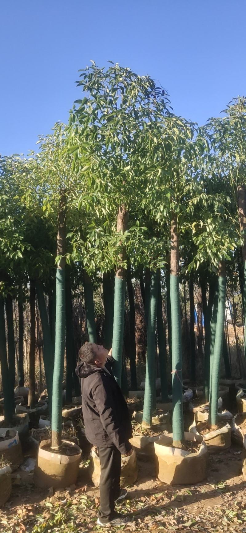 香樟树