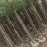 香樟树