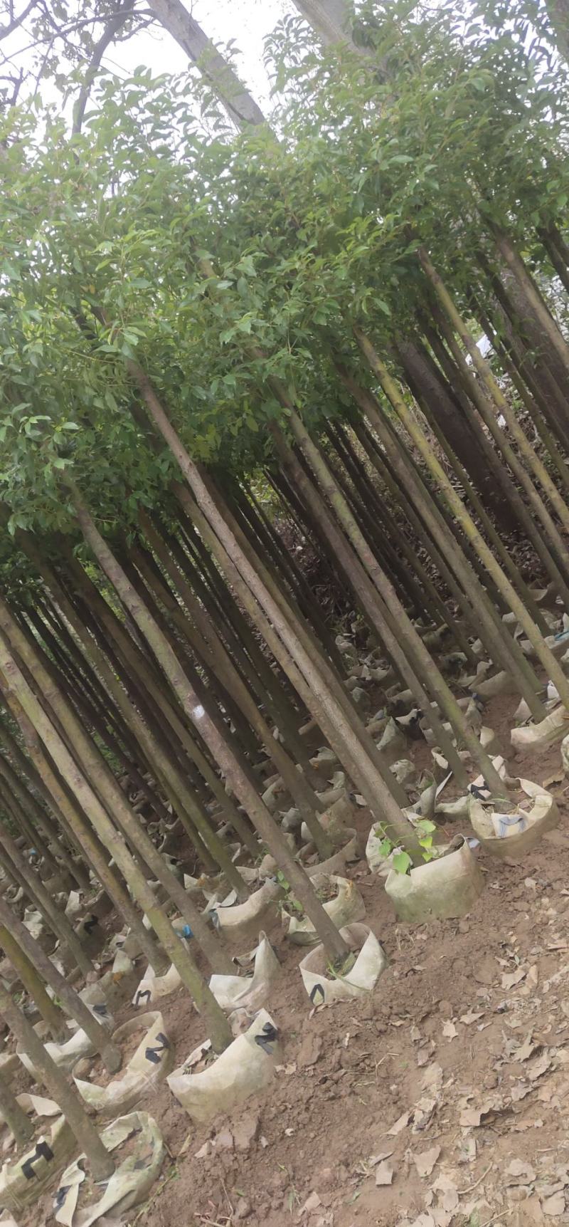 香樟树