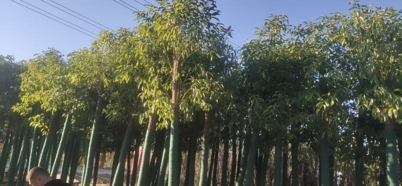 香樟树
