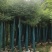 香樟树