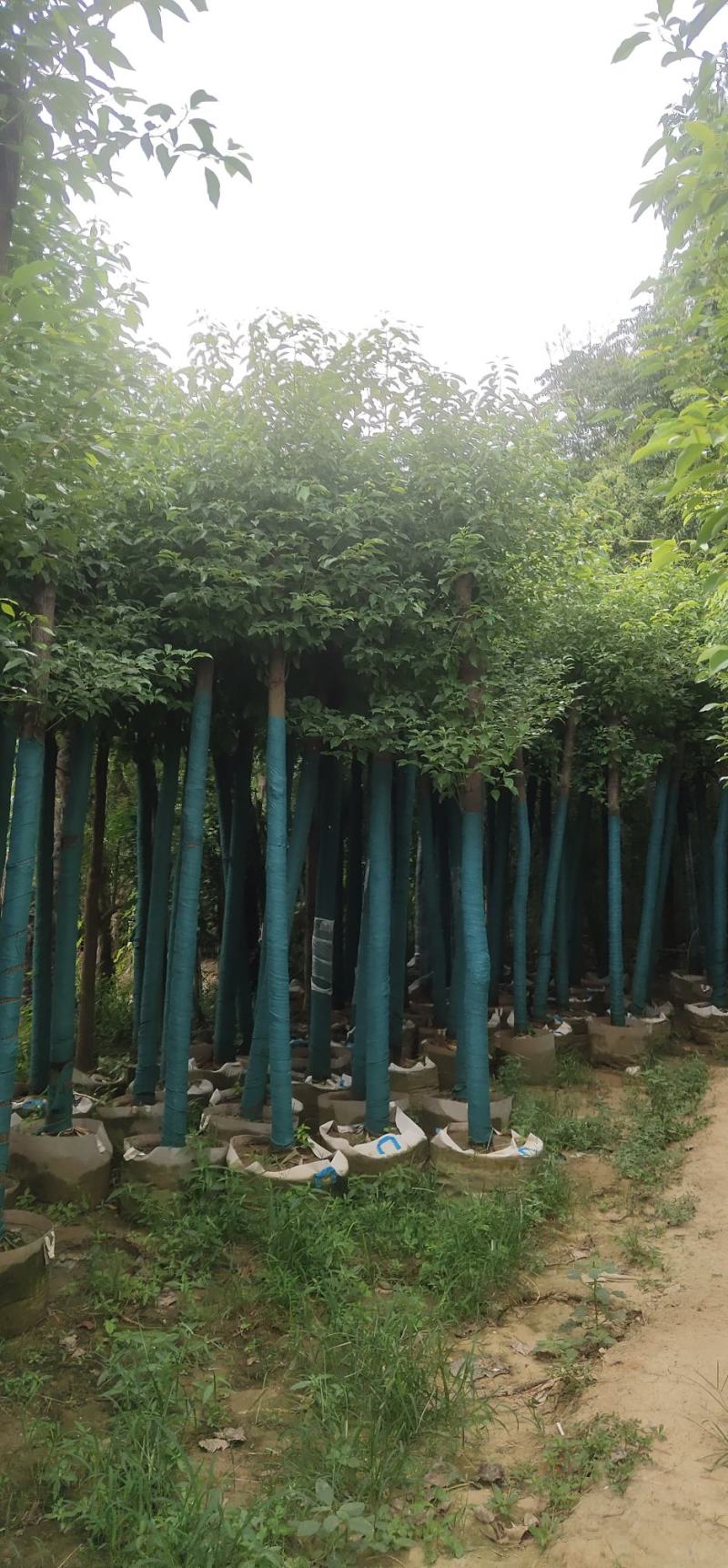 香樟树